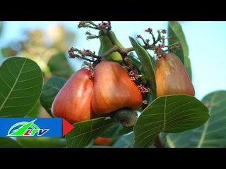 Ghép thân trên cây điều: Những ưu điểm vượt trội | LTV