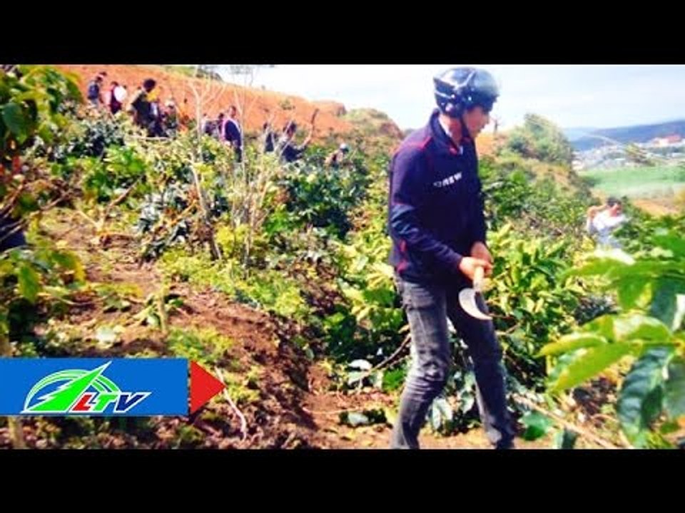 Cưa phá cà phê: Không nghiêm, không được! | LTV