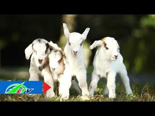 Về Đam Rông thăm đàn dê "bạc trăm" | LTV