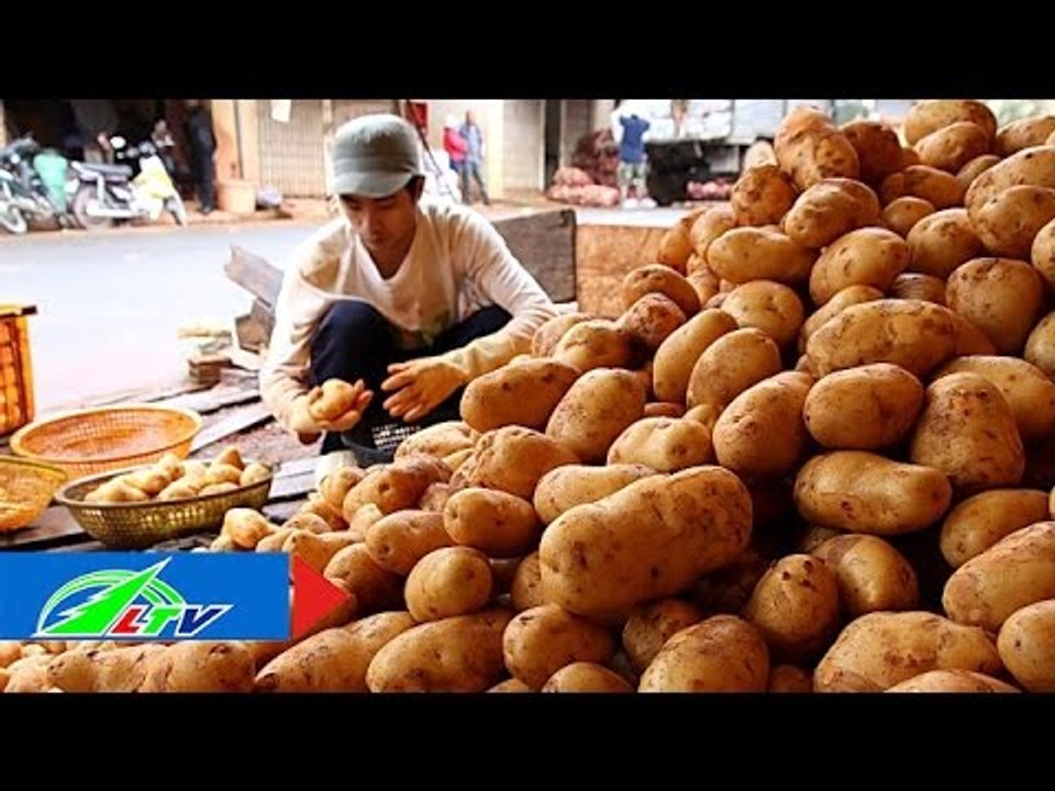 Mập mờ thương hiệu khoai tây Đà Lạt | LTV