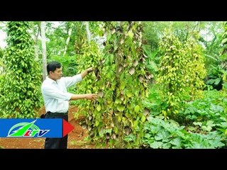 Khống chế bệnh chết nhanh, chết chậm hại hồ tiêu | LTV