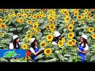 Trồng hoa công nghệ cao: Liều ăn nhiều! | LTV