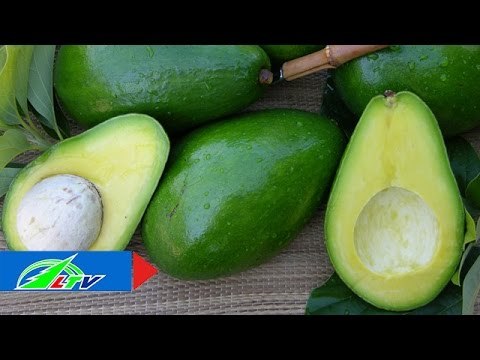 Kinh nghiệm chọn bơ đạt chuẩn | LTV