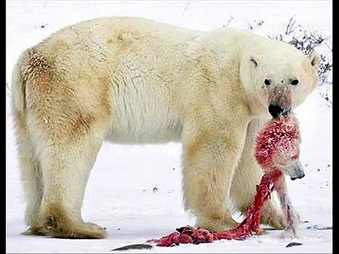 Canibalismo entre osos polares_ una de las consecuencias del calentamiento global (480p)