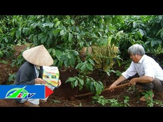 Bón phân cho cà phê thế nào là đúng? | LTV