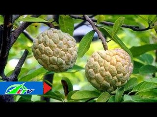 Quyền Linh bật mí cách trồng mãng cầu lãi ròng | LTV