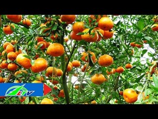 Bí quyết "trĩu cành" cho vườn quýt tiêu | LTV