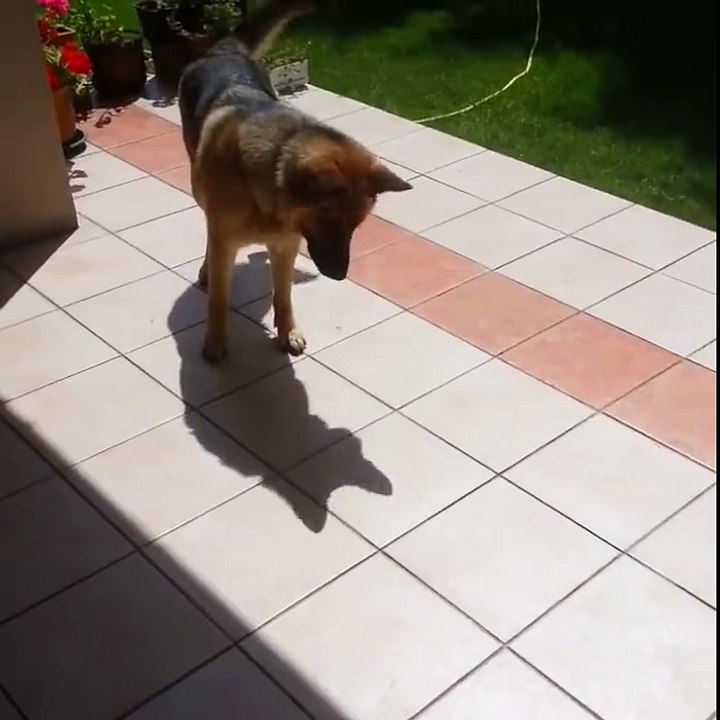 German Shepherd Play With His Own Shadow