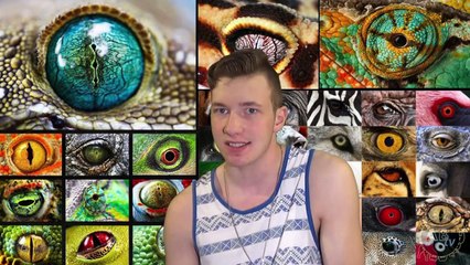 Crazy Spider Eyes!  5 Weirdest Animal Facts - Ep. 8  AnimalBytesTV