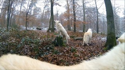 Une meute de loups blancs hurlent à la mort. Beau!!!!