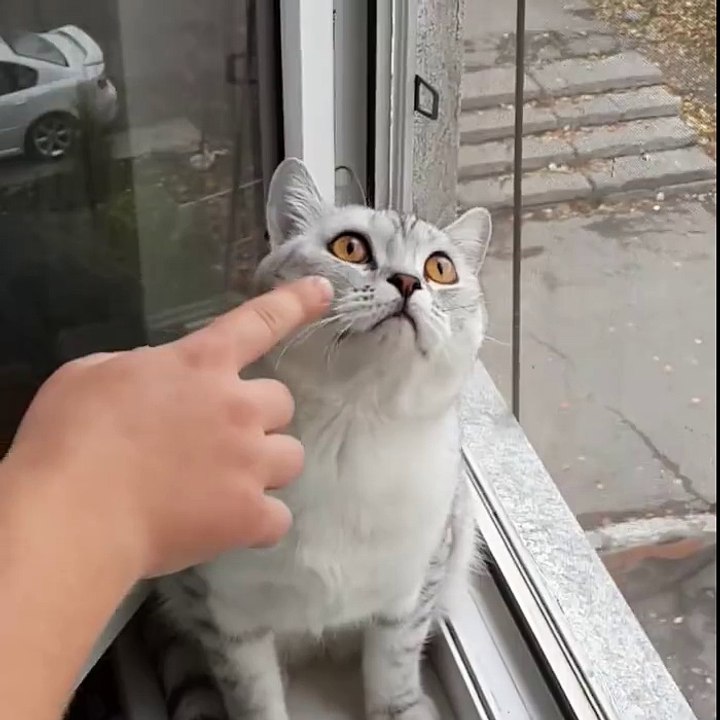Very Focus Cat