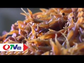 Cao Thiên Đông: Đặc trưng núi rừng Yên Tử | QTV