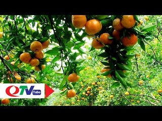 Cam Vạn Yên - Sản phẩm OCOP Vân Đồn | QTV