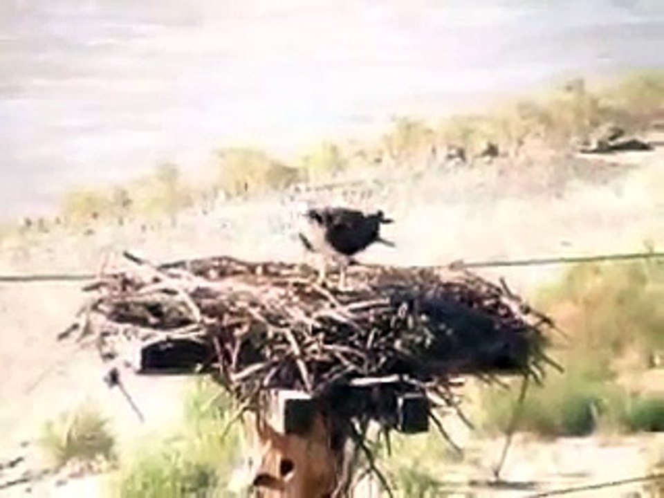 Young Osprey Dinning on a Northern Pike Minnow