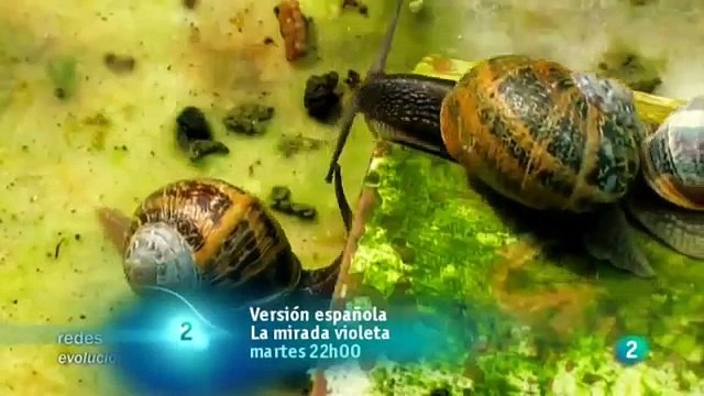 El Origen de las Especies, La Evolución (1)