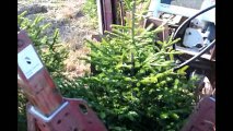 Digging of Evergreen Trees      For Screening and Landscaping