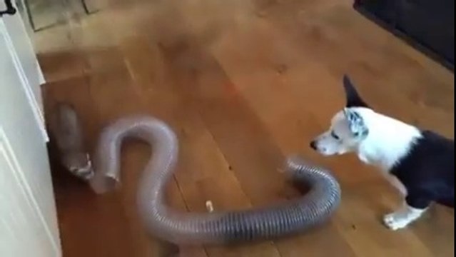 Deux furets rendent un chien complètement fou