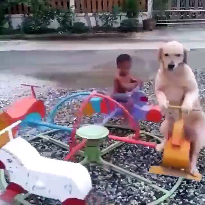 Ce chien s'amuse comme un enfant sur un tourniquet !