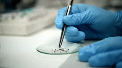 Zika puede favorecer trastorno neurológico grave