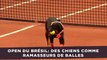 Open de tennis du Brésil: Des chiens remplacent les ramasseurs de balles