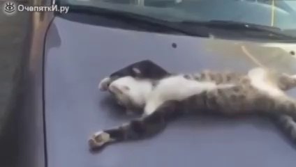 Братан хорош на капоте спать