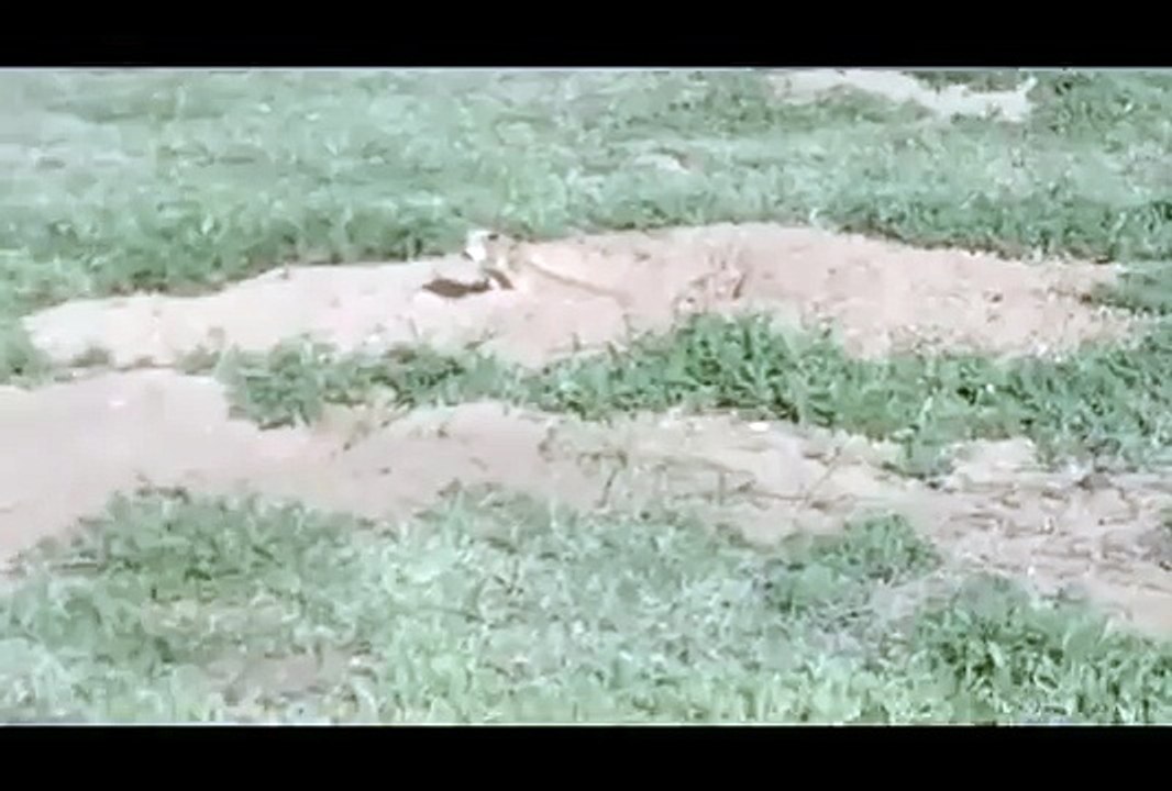 Prairie Dog Song
