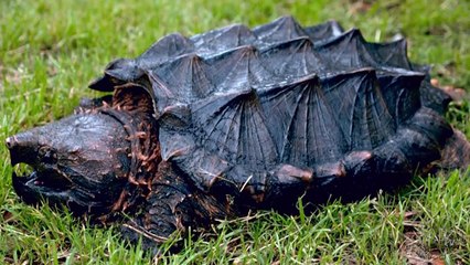 Eaten Alive by Animals! 5 Weird Animal facts - Ep. 18  AnimalBytesTV