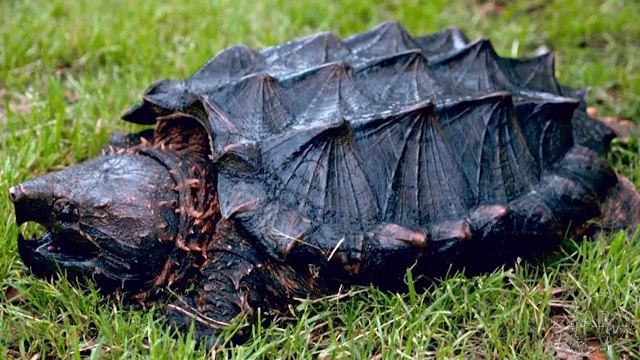 Eaten Alive by Animals! 5 Weird Animal facts - Ep. 18 AnimalBytesTV