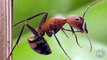 Exploding & Blood Sucking Ants! 5 Weird Animal Facts! Ep. 46  AnimalBytesTV