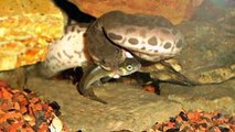 Freakiest Snake Ever! 5 Weird Animal Facts - Ep. 6  AnimalBytesTV