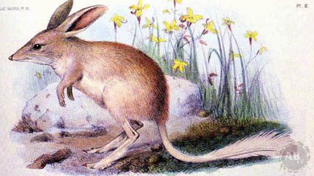 Happiest and Cutest Animal in the World! 5 Weird Animal Facts - Ep. 43