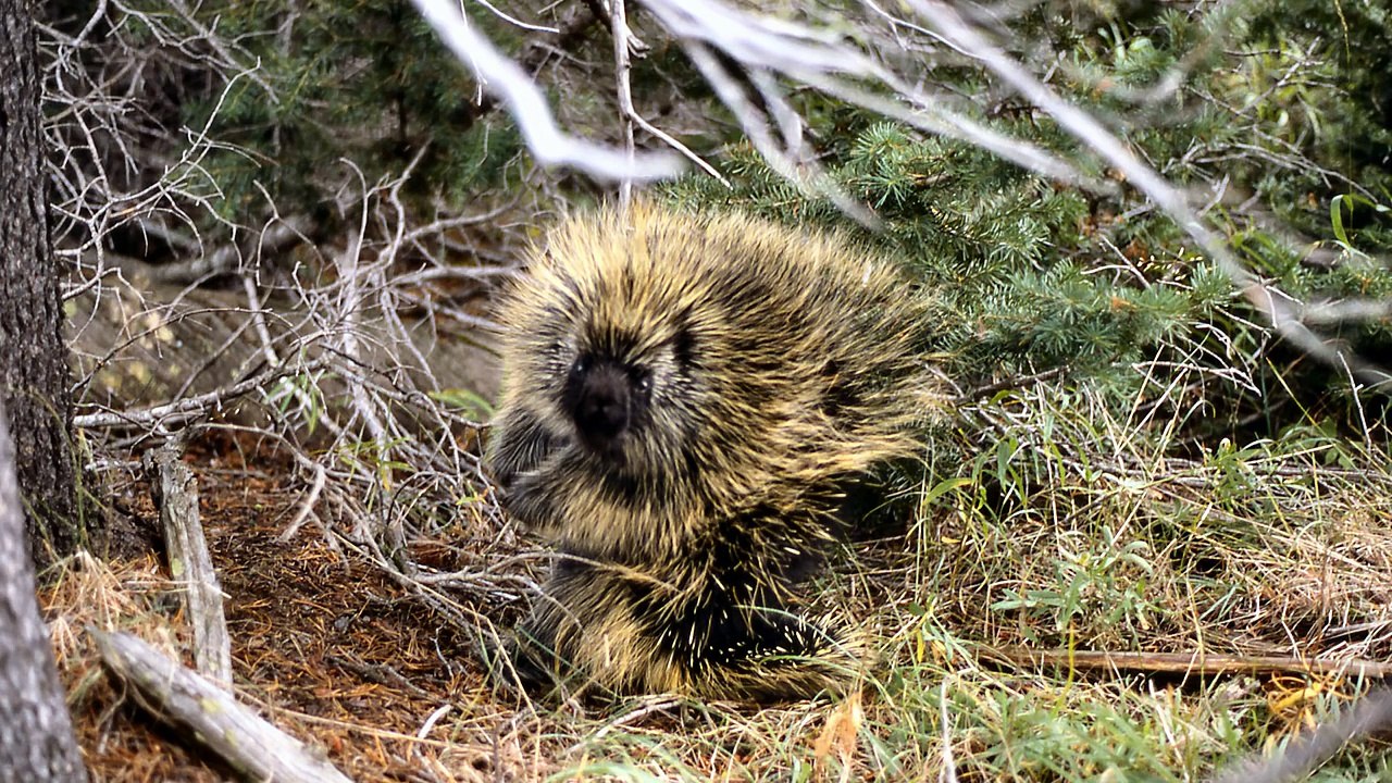 Love Between Weird Animals! EP. 54  5 Weird Animal Facts  AnimalBytesTV