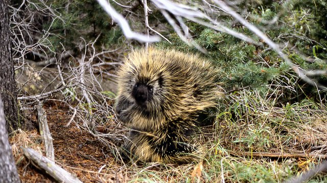 Love Between Weird Animals! EP. 54 5 Weird Animal Facts AnimalBytesTV