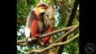 The 5 Weirdest Primates On The Planet! 5 Weird Animal Facts - Ep. 39  AnimalBytesTV