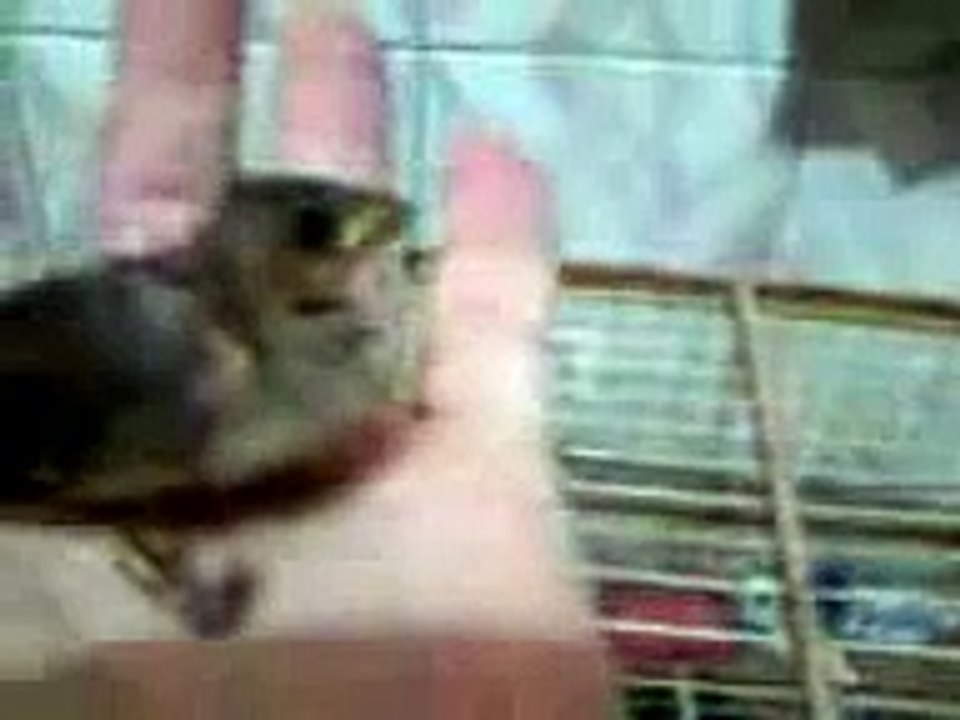 MEU PRIMEIRO FILHOTE COM A NOVA ANILHA DA CAPRI IBAMA VITÓRIA DA CONQUISTA BA