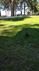 Cool little duck feeding from hand in Sweden