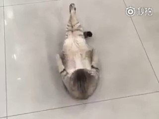 cate ky six pak dekh kar heran mat hona