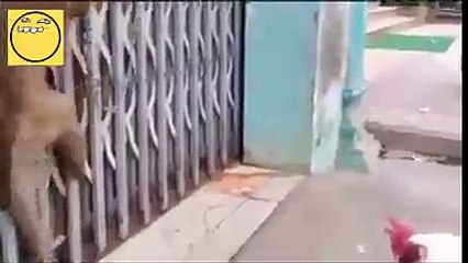 Funny Monky Fight Video