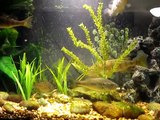 Pacific Northwest native aquarium fish tank 2