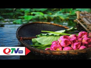 Tinh khôi sen mùa hạ | QTV