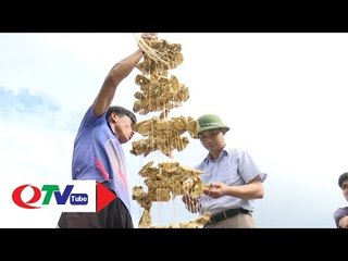Nhuyễn thể chết hàng loạt: Ngư dân trắng tay | QTV