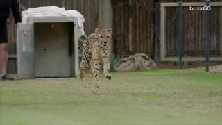 Dog and cheetah race in epic video to see who's faster