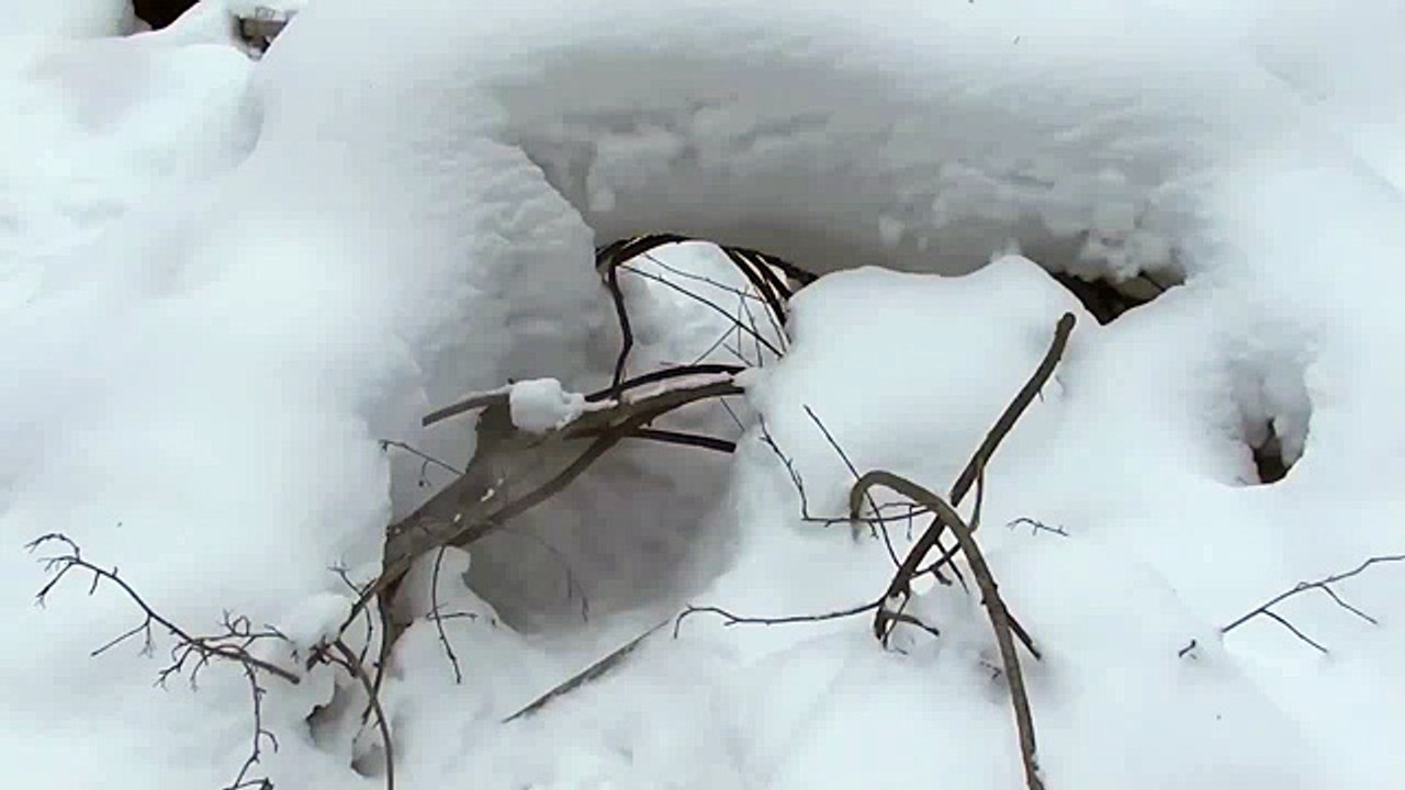 Golden retriever hunting_Ретривер охотится на птиц