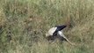 Забавная охота птицы-секретаря в Масаи Мара