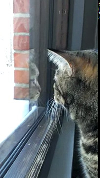 Кот охотится на птиц; cat hunting birds