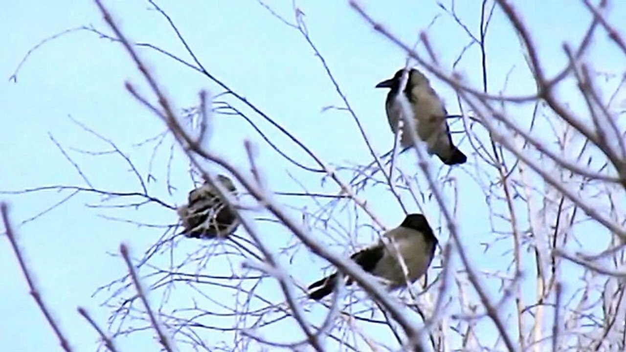 Кот шпион охота на птиц _ Cat vs birds hunt very cool