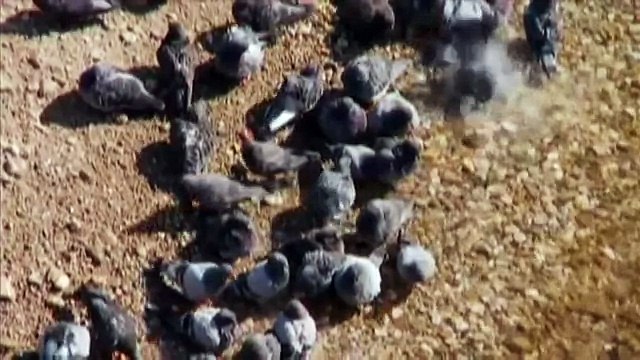 Огромный сом охотится на птицу, нападение сома на голубя