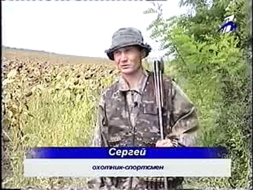 Охота на голубя (дикая-лесная горлица)