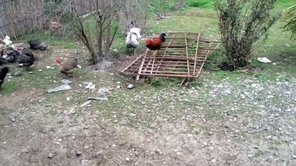 Охота птиц 2015 трейлер
