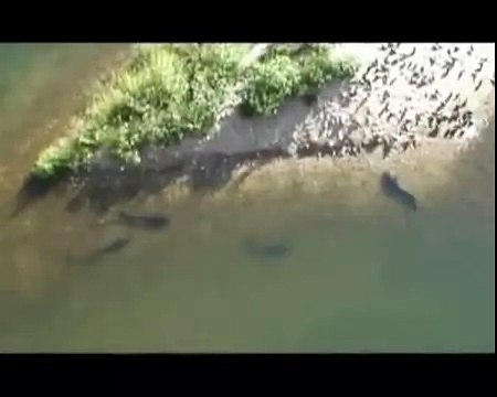 Охота сомов на птиц. Уникальные кадры!